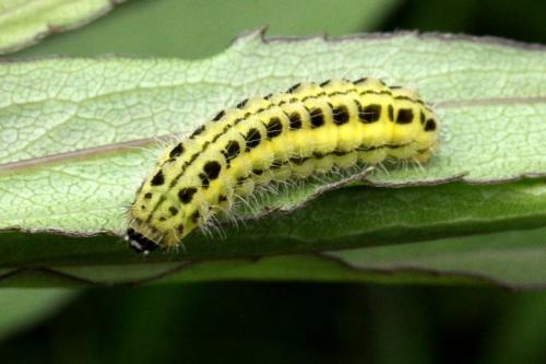 Réf. 153 400 : Zygaena transalpina
