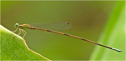 Réf. 153 330 : Leptagrion perlongum