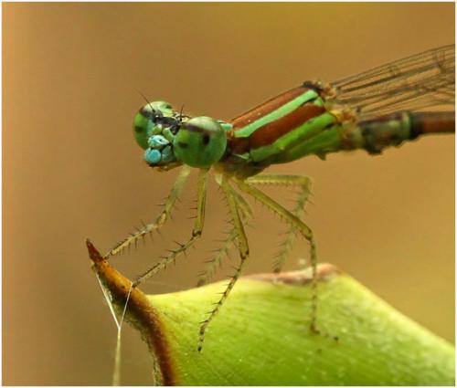 Leptagrion perlongum