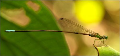 Leptagrion perlongum