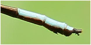 Réf. 153 333 : Leptagrion perlongum