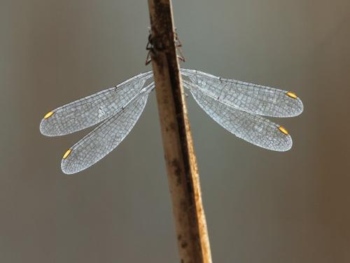 Chalcolestes viridis