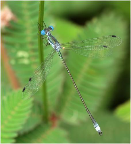 Lestes forficula