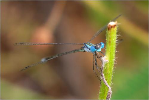 Lestes forficula