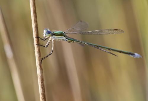 Lestes virens