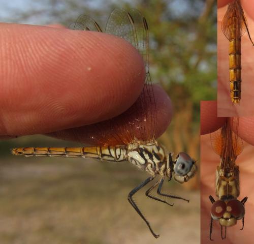 Trithemis sp.