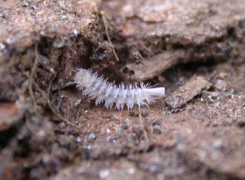Réf. 153 409 : Lophoproctus lucidus