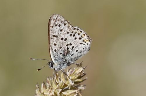 Réf. 153 671 : Lycaena tityrus