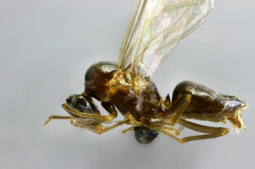 Réf. 153 588 : Lasius (alienus)