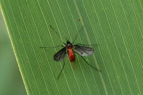 Mayetiola sp.