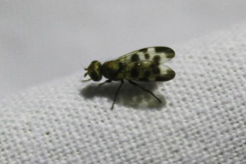 Melieria picta
