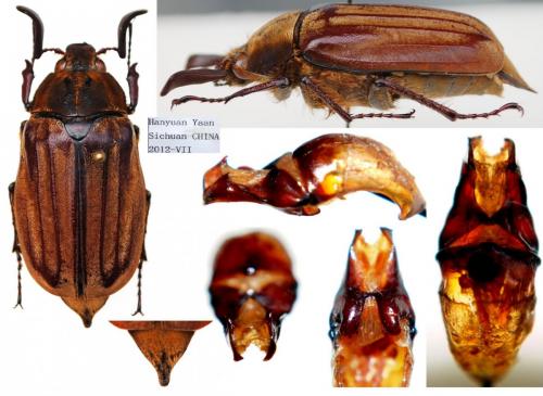Melolontha costipennis
