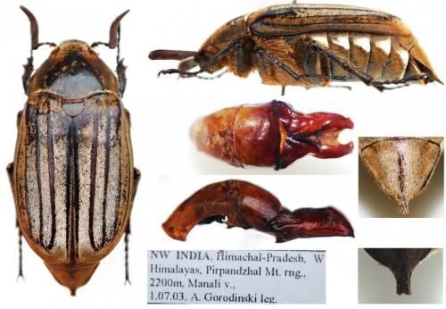 Melolonthinae