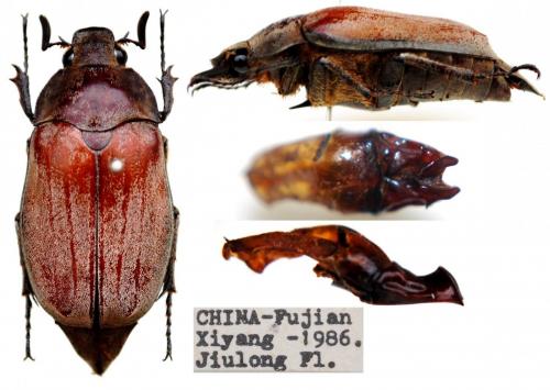 Melolontha sp.