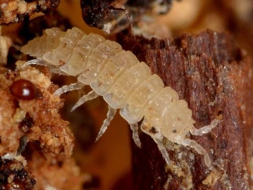 Haplophthalmus sp.
