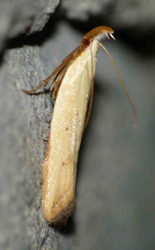 Mesophleps silacella
