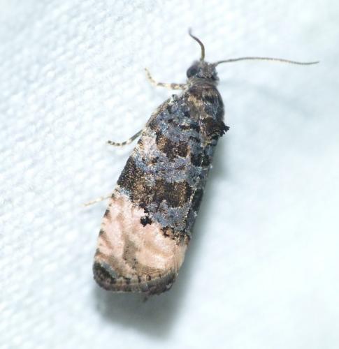 Metendothenia atropunctana