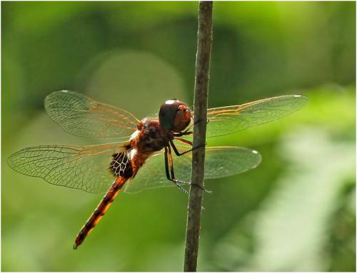 Réf. 153 570 : Miathyria simplex