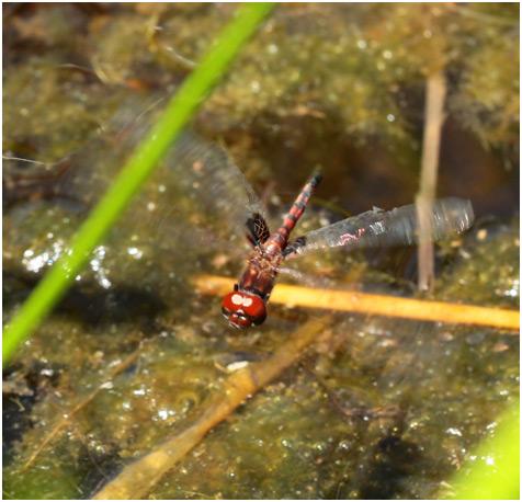 Miathyria simplex