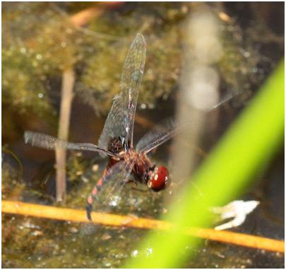 Réf. 153 574 : Miathyria simplex