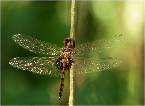 Miathyria simplex