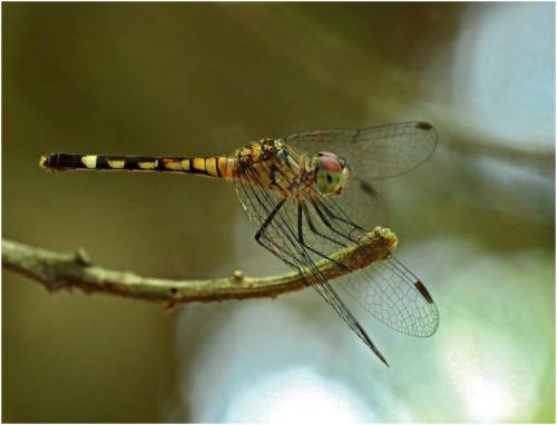 Micrathyria tibialis