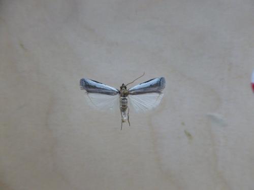 Denticera divisella