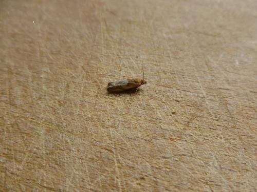 Eucosma sp.