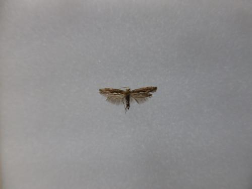 Plutella xylostella