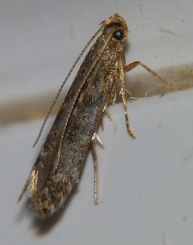Tuta absoluta
