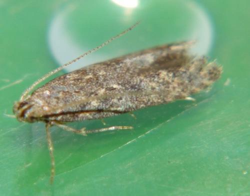 Réf. 153 021 : Tuta absoluta