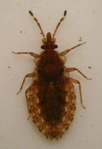 Aradus obtectus
