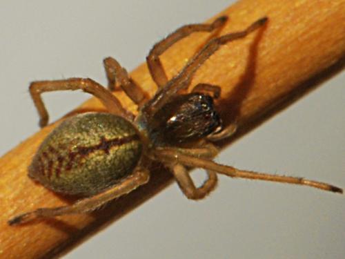 Cheiracanthium pennatum