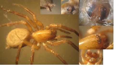Cicurina cicur