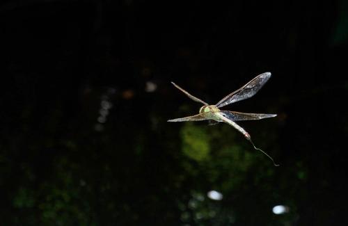 Anax imperator