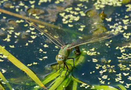 Anax imperator