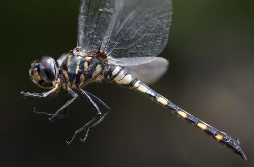 Zygonyx torridus
