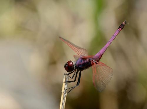 Réf. 153 873 : Trithemis annulata