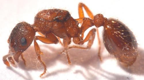 Myrmica specioides