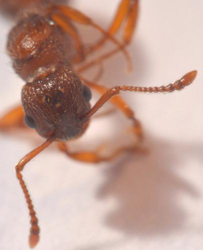 Myrmica specioides