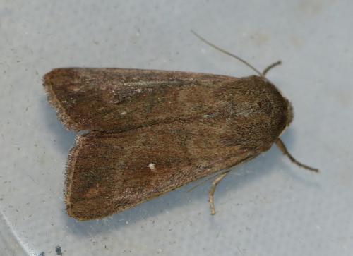 Réf. 153 190 : Mythimna albipuncta
