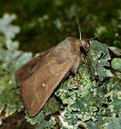 Réf. 153 174 : Mythimna albipuncta