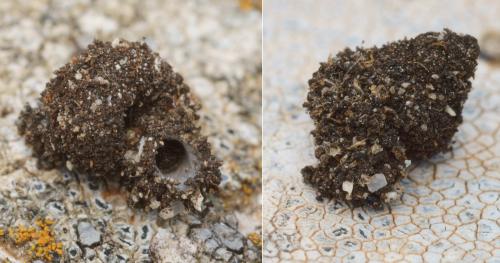 Apterona crenulella