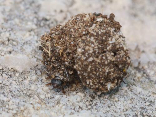 Apterona crenulella