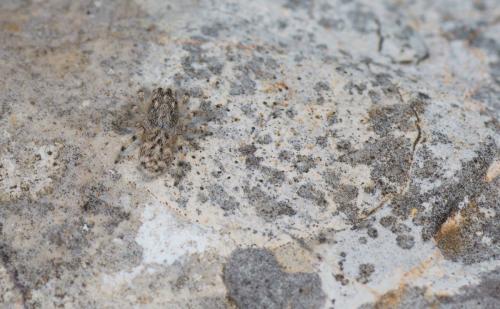 Réf. 153 593 : Salticus conjonctus