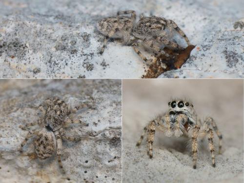 Réf. 153 594 : Salticus conjonctus