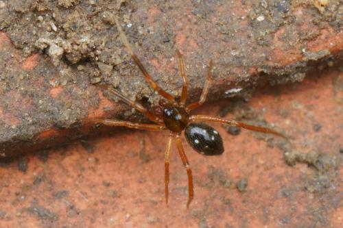 Coscinida tibialis