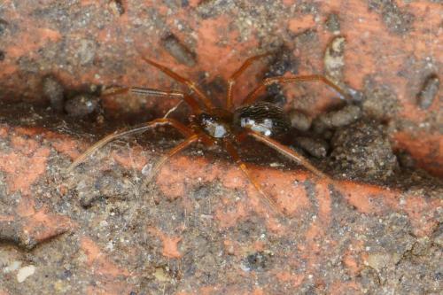 Coscinida tibialis