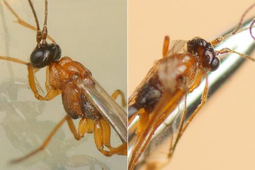 Réf. 153 319 : Macrocentrus collaris