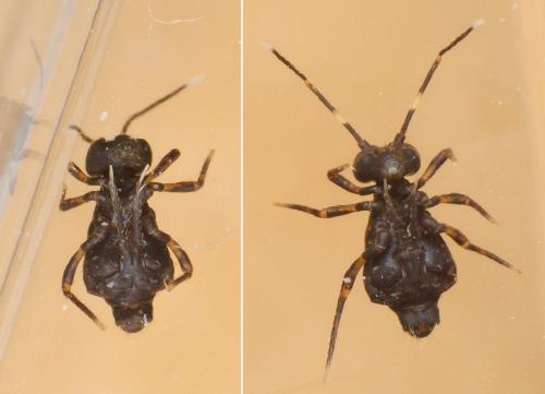 Réf. 153 218 : Ptenothrix italica